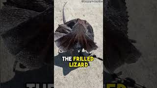 🦎 How the Frilled Lizard Uses Its Amazing Neck Flap to Survive 🦎frilled NaturesNotebook2 [upl. by Nnaeirb]