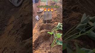 Planting sweet potato  Technique to have higher yields sweet potato Cultivating shorts [upl. by Yrot]