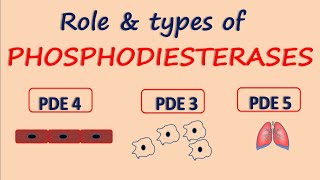 Phosphodiesterases  Role and Types  PDE5 PDE4 amp PDE3 [upl. by Binni]