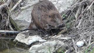 Massaka Biber auf der Nahrungssuche auf seiner Burg  Castor Fiber europäischer Biber beaver [upl. by Lemuelah72]