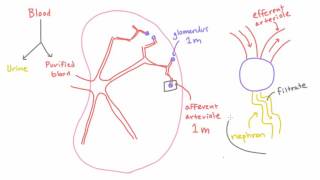 Path of Blood in the Kidney  Efferent Arteriole Peritubular Capillaries and Renal Vein [upl. by Ruomyes]