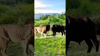 Buffalo Fights Back Intense Lion vs Buffalo Encounter [upl. by Assilanna996]