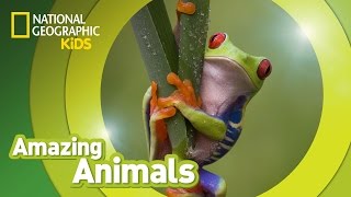 Redeyed Tree Frog 🐸  Amazing Animals [upl. by Rednav]