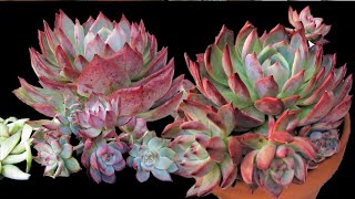 How to propagate Echeveria Colorata  Growing Succulents w LizK [upl. by Veriee]