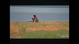 Bears 384 and 912 Playing Courting and Possibly Mating 07042024 exploreorg [upl. by Llecram]