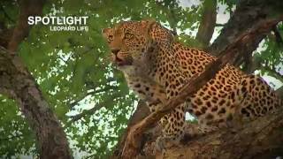 Leopard cubs killed by hyena [upl. by Angelis]