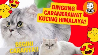 6 Tips dan Cara Merawat Kucing Ras Himalaya Dengan Baik Bagi Pemula Agar Sehat dan Gemuk [upl. by Megdal]