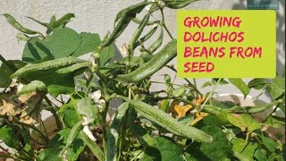 From Seed to Dolichos beans easy way to grow Dolichos on terrace garden [upl. by Fasto218]