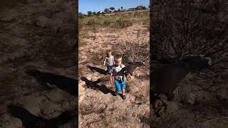 training a new generation of falconers hawk falconry cute [upl. by Barker]