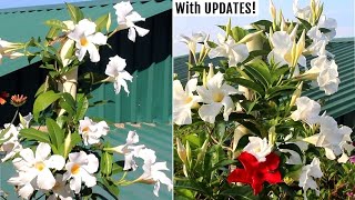 How to GROW Mandevilla Plants amp Get MAXIMUM Flowers [upl. by Rehtnug]