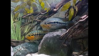 Parachromis sp la Ceiba [upl. by Osy926]