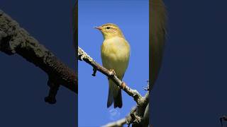 Stunning Willow Warbler  Beautiful birds [upl. by Ashlee631]