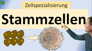 Stammzellen  das Wichtigste im Überblick zu totipotenten pluripotenten und multipotenten Stzellen [upl. by Norita120]