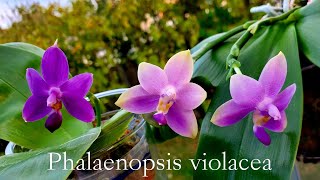 紫纹蝴蝶兰荧光蝴蝶兰怎么种 Phalaenopsis violacea [upl. by Nalced]