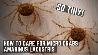 New Aquarium Critter  How to Care for Amarinus Lacustris  Freshwater Spider Crabs [upl. by Alix]