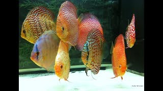 My new Stendker Discus in their Quarantine Tank 😍 [upl. by Eatnahs]