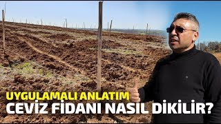 Ceviz Fidanı Nasıl Dikilir Uygulamalı Anlatım [upl. by Gauldin945]