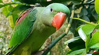 Alexandrine Parrot Natural Sounds [upl. by Golda80]