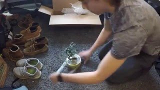 Costa Farms Fukien Tea Bonsai Unboxing Home Depot [upl. by Neeron]