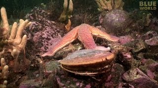 Starfish Attacks A Scallop [upl. by Whitney125]