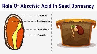 Role Of Abscisic Acid In Seed Dormancy  Lec 67  Plant Physiology [upl. by Basir]