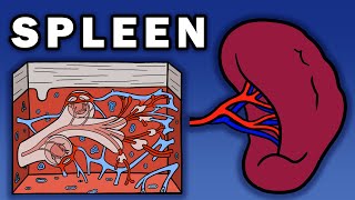 SPLEEN ANATOMY [upl. by Attennot792]