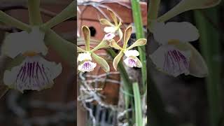 Encyclia species encyclia encycliaorchid anggrekwangi [upl. by Saihttam708]