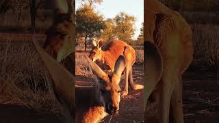 Kangaroo vs Wallaby Spot the Differences 🦘australiananimals kangaroo wallaby [upl. by Gwennie]