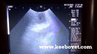 How To Recognize Ovarian Corpus Luteum  Yellow Body in Bovine Dairy Cow With Ultrasound KX5100V [upl. by Pentha]