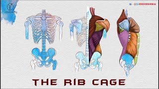 Anatomy of the Rib Cage for Artists Vidyaranya Arts [upl. by Nytnerb]