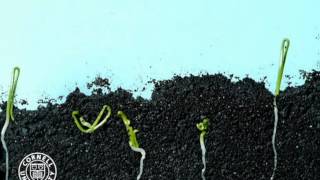 Onion seeds germinating in time lapse [upl. by Sherline]