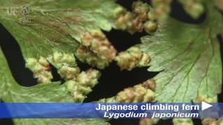 Japanese climbing fern Lygodium japonicum [upl. by Whipple]