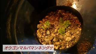 【オウゴンマルバマンネングサ】 友人から頂いた多肉植物です。挿し芽で増やします！ [upl. by Hillegass536]