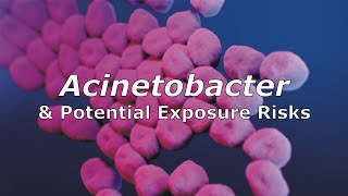 Acinetobacter and Potential Exposure Risks [upl. by Larrie61]