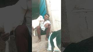 Bakri Kale wale safed wale comedy video🖤💙 trending short video👍🏼bhagalpur👍 [upl. by Lough]