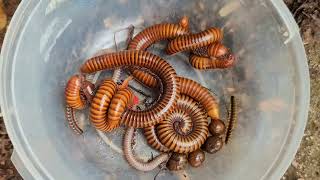 There Are A Lot Of Millipedes In Forest Try Searching These Bugs [upl. by Mohammad750]