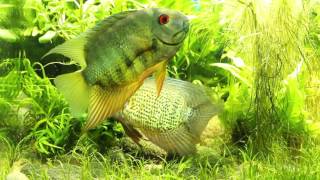 Phenomenal spotted severum courtship in front of aquarium glass [upl. by Colner]