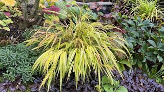 Hakonechloa Aureola Japanese Forest Grass  October 12 [upl. by Llerdna]