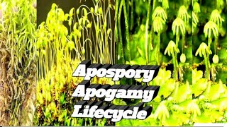 Apospory Apogamy in Bryophytes Lifecycle and alternation of generation in Bryophytes UPSC PG BSc [upl. by Nnylhsa]