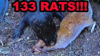 Mink and Dogs OBLITERATE 133 Rats [upl. by Cohby867]