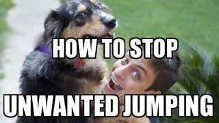 How to Train your DOG NOT to JUMP [upl. by Peterson]