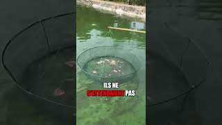 Ces hommes capture des poissons énorme avec une pastèque 😭❤️ shorts [upl. by Ummersen]