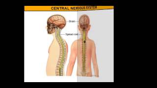 The Central Nervous System vs The Peripheral Nervous System [upl. by Allac]