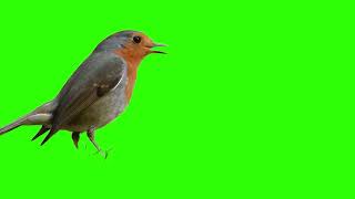 Bird Eating bird green screen bird animation bird overlay [upl. by Socher]