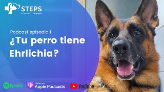 ¿Tu perro tiene ehrlichia [upl. by Corly]