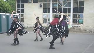 Wild Moon Morris  Mr Dolly  Bradford on Avon Green Man 11 May 2024 [upl. by Valer45]