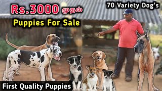 Biggest Dog Kennel In Tamil  First Quality Puppies For Sale  All Breeds Available [upl. by Durno]