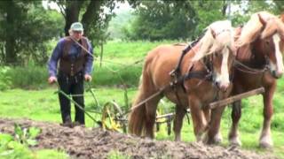 Trekpaarden Arbeitspferde in Dierentuin Nordhorn IGA [upl. by Atiras]