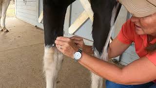 Removing a chestnut from a horse’s leg [upl. by Gilpin]