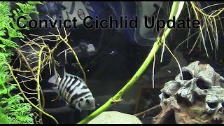 Convict Cichlid Update [upl. by Shanks]